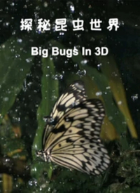 探秘昆虫世界(2021)海报