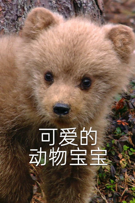 可愛的動物寶寶(2024)海報