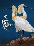 黑脸琵鹭(2026)海报
