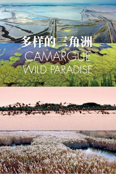多樣的三角洲(2024)海報