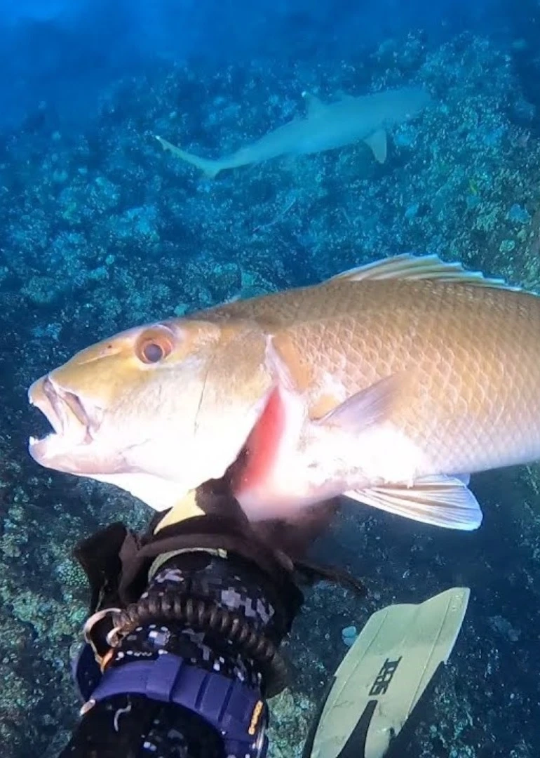 國外趕海獵魚走起來,潛水抓鸚嘴魚青魚石斑魚,五米之內全部拿下海報