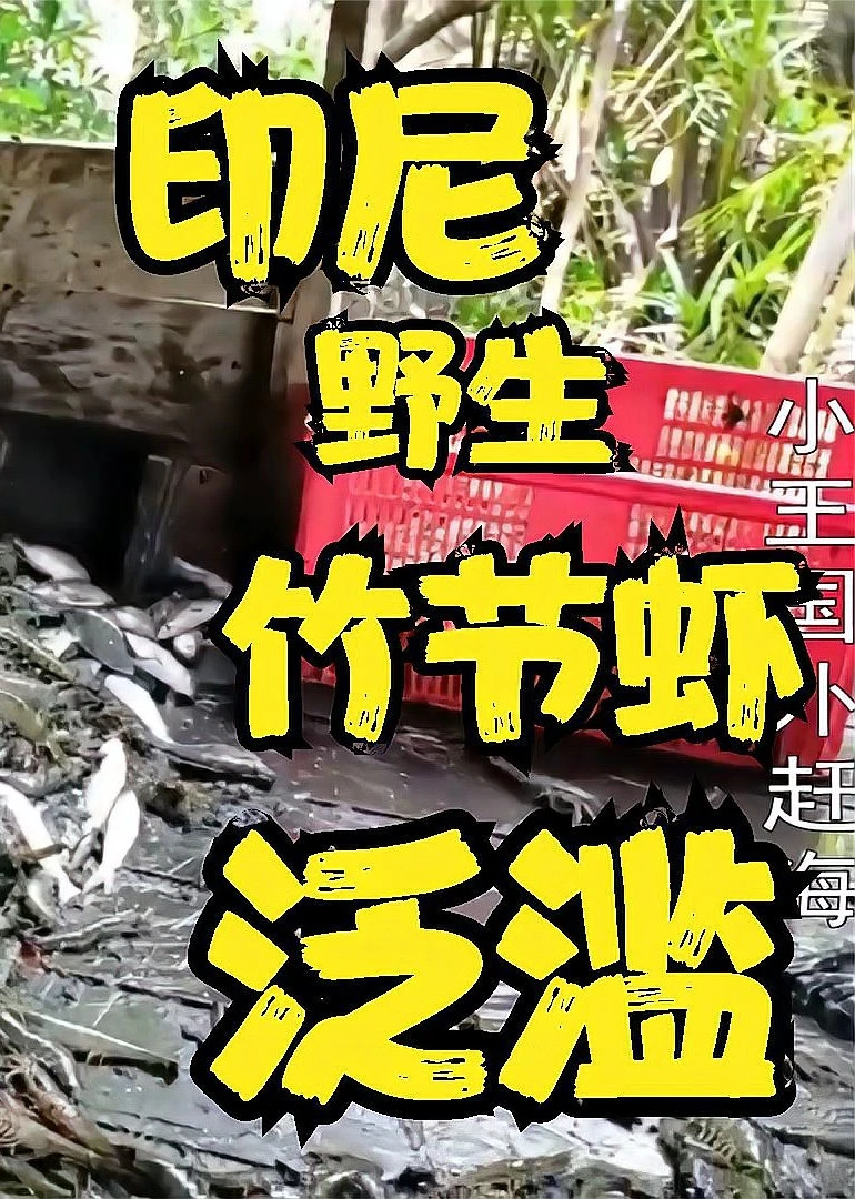 国外赶海:印尼抓青蟹捕捞野生竹节虾,当地人都不吃海报