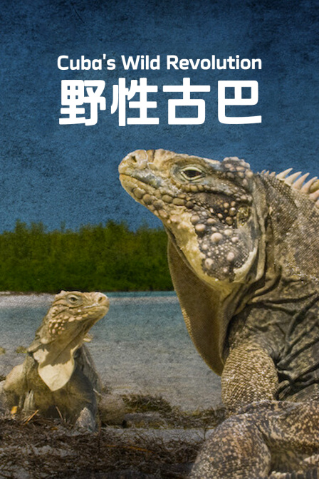 野性古巴(2024)海報