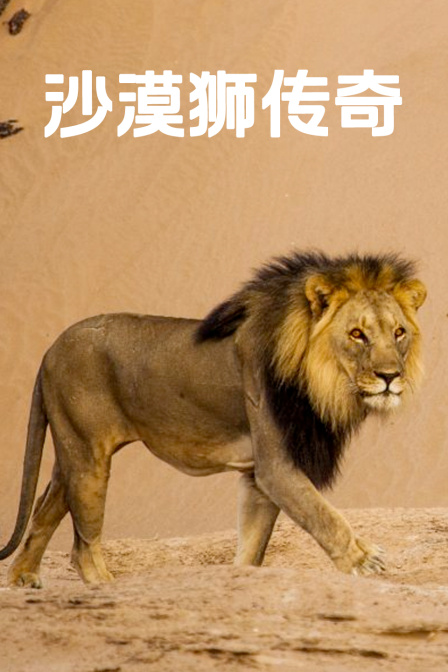 沙漠獅傳奇(2024)海報