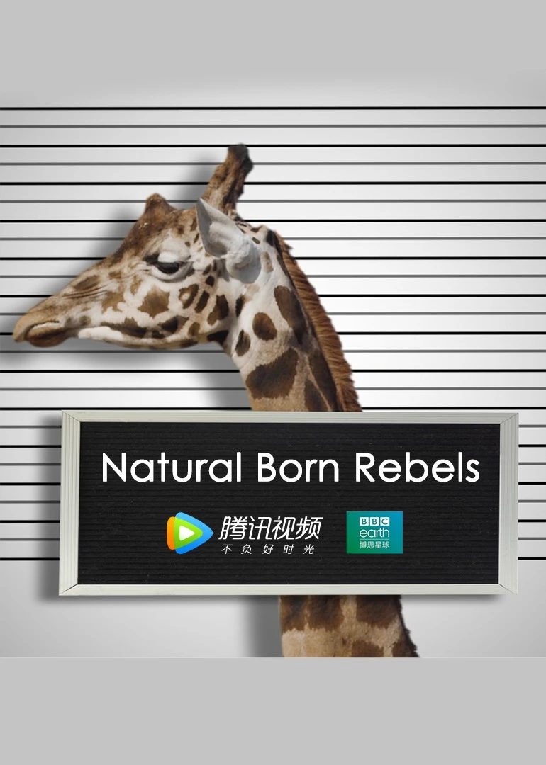 你這個壞慫英語(2018)海報