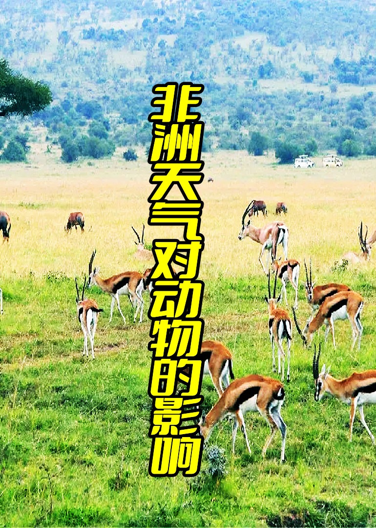 非洲天气对动物的影响海报