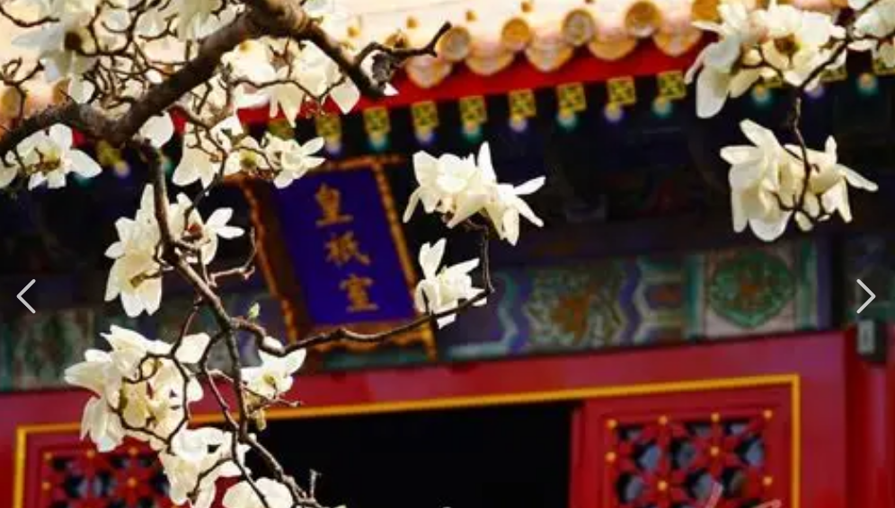 宫墙上花盛开(2026)海报