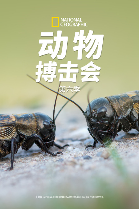 动物搏击会第六季(2013)海报