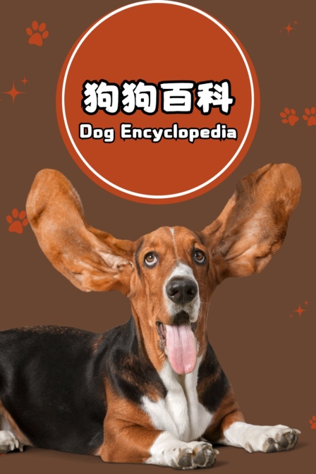 狗狗百科(2024)海报