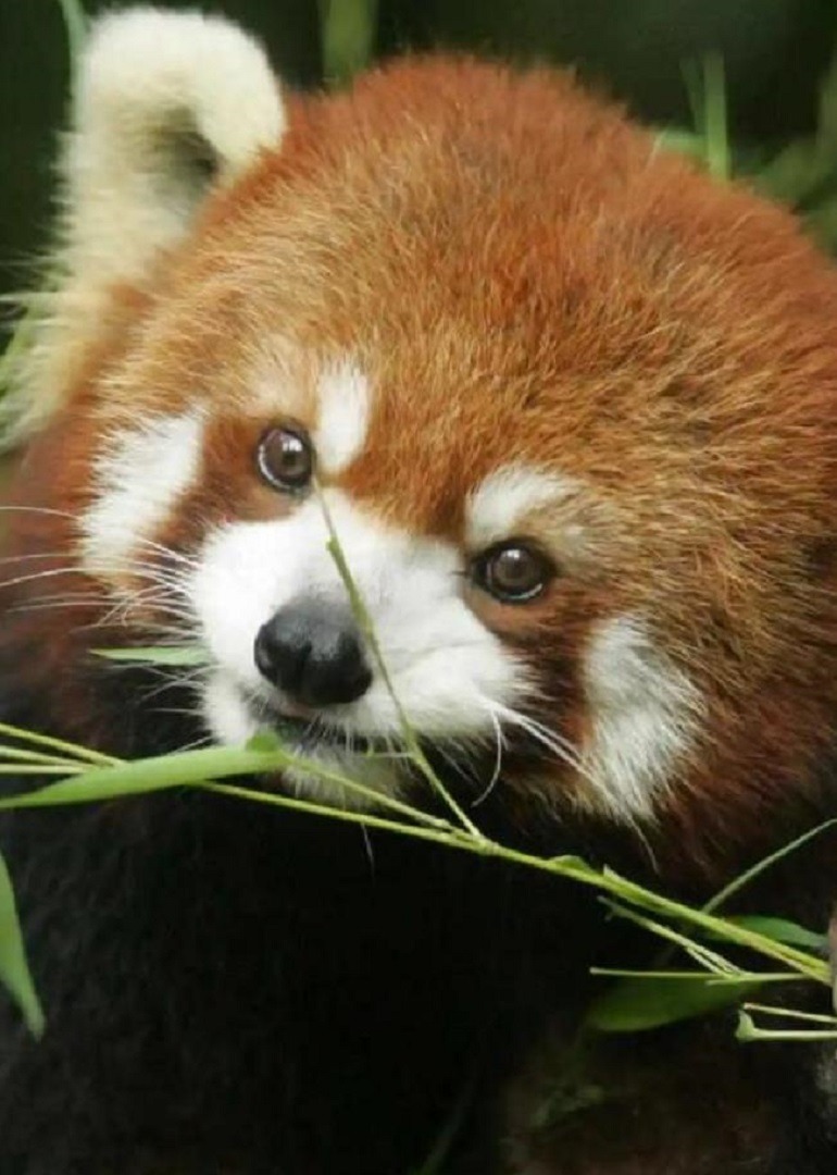 你见过这么可爱的小熊猫吗连逃命的动作都萌化了海报