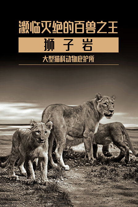 濒临灭绝的百兽之王 狮子岩 大型猫科动物庇护所(2019)海报