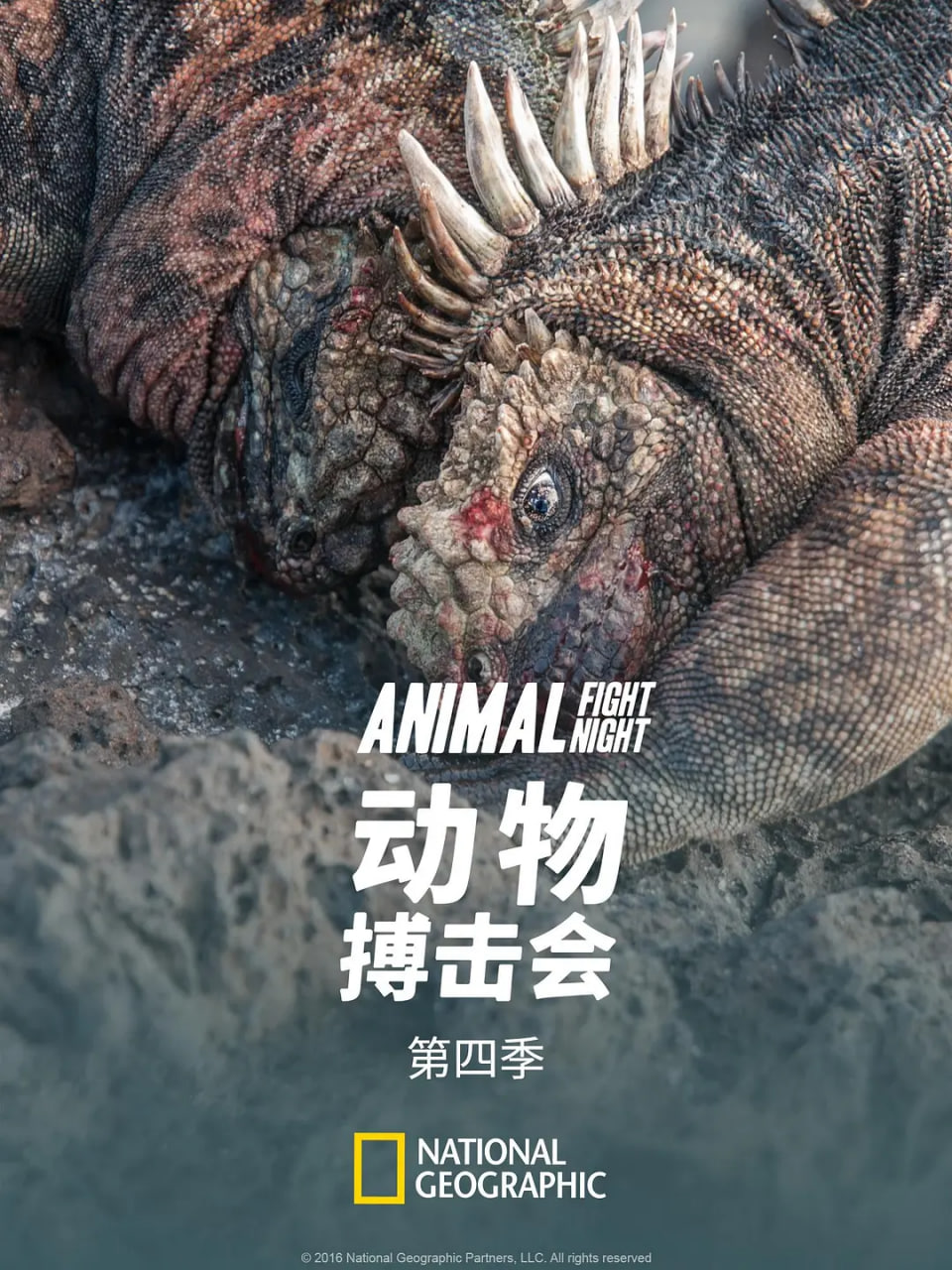 动物搏击会 第四季(2013)海报